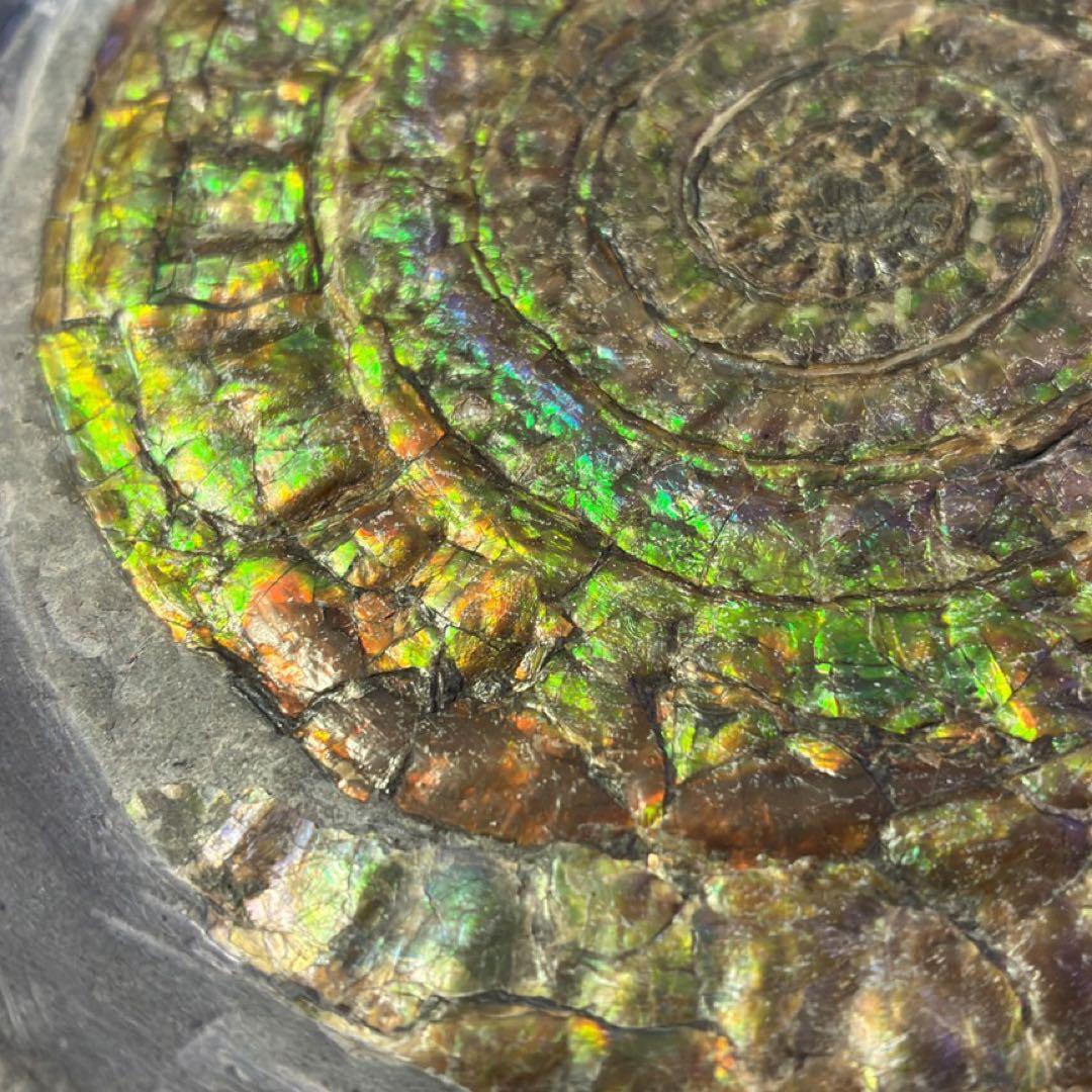 虹色アンモナイト　化石　イングランド・サマセット 産