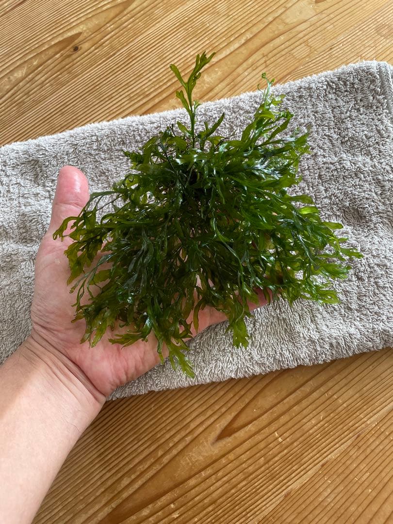 ボルビディスヒュディロティ　ミクロソリウムトライデント　ミクロソリウムナロー