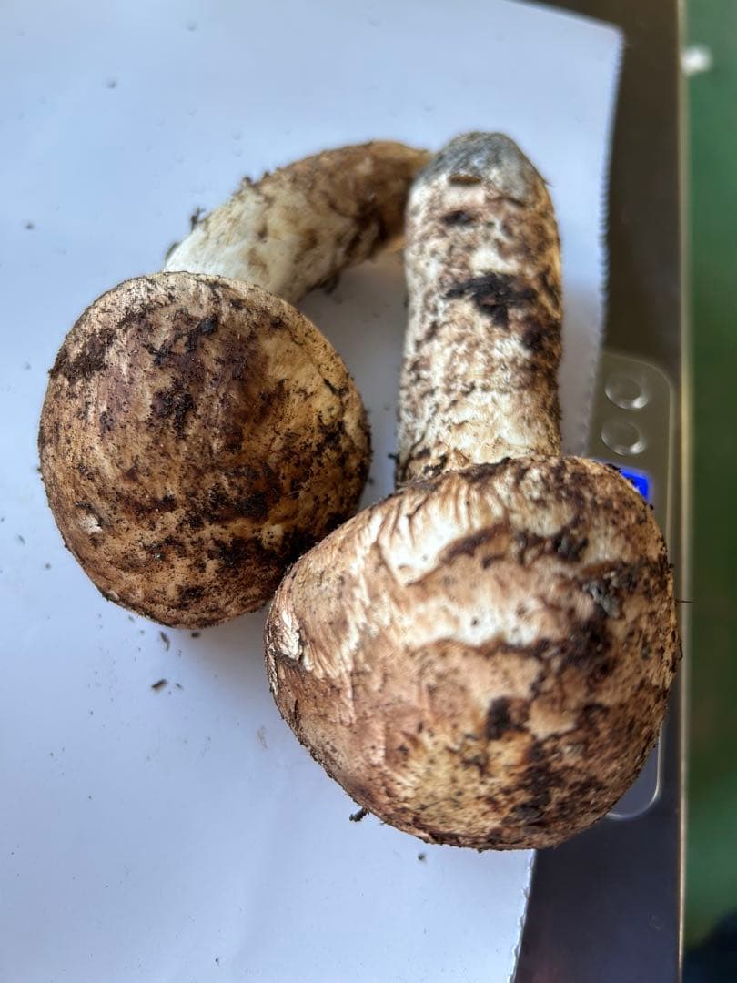 え*ん様 えぐちゃん様 松茸　和歌山県高野山産　松茸　約184g