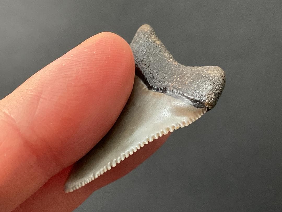 ホホジロザメの歯 [GR229] 化石 希少 レア