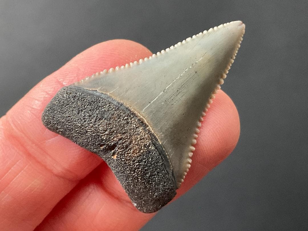 ホホジロザメの歯 [GR229] 化石 希少 レア