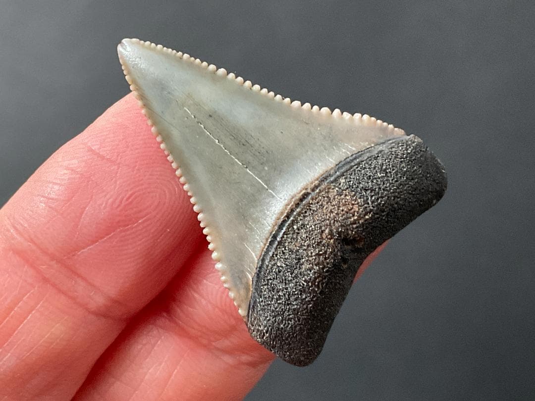 ホホジロザメの歯 [GR229] 化石 希少 レア