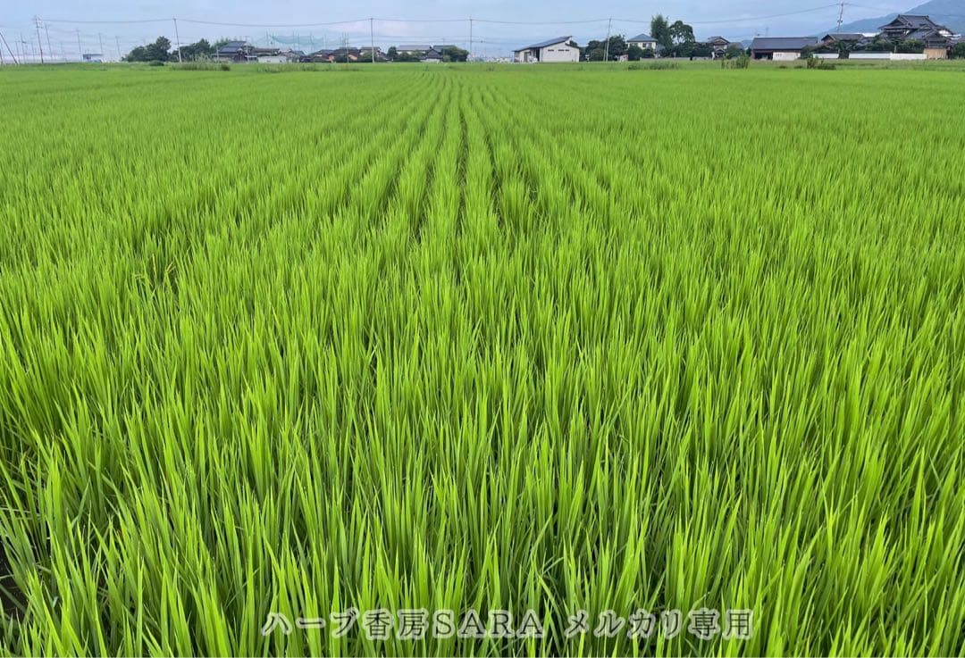 2025年産！九州・福岡県朝倉市産ヒノヒカリ精米20キロ(農薬不使用・無肥料米)