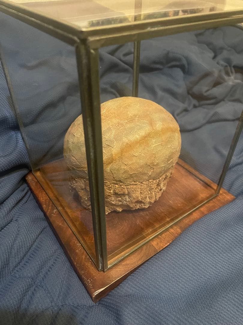 【入手困難】恐竜の卵　化石　ハドロサウルスの卵　SP1