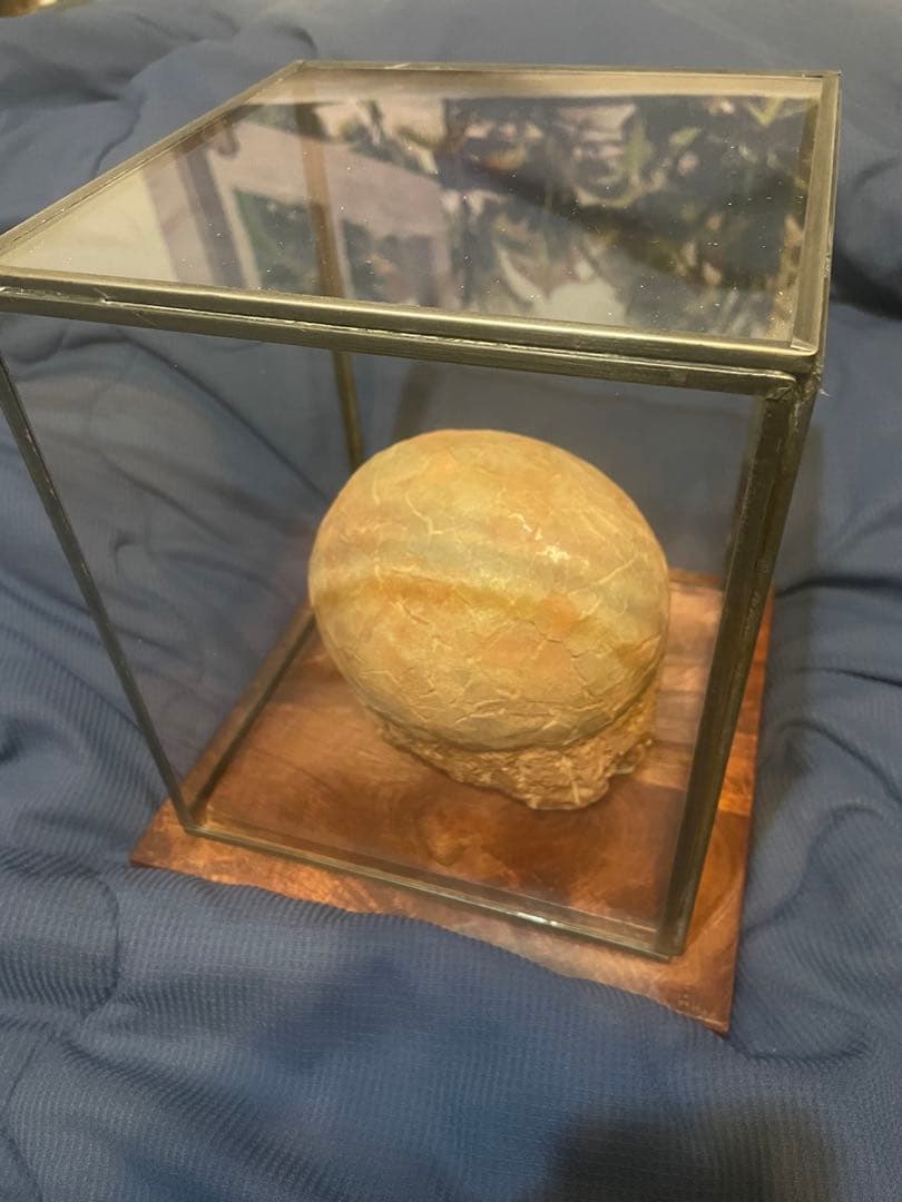 【入手困難】恐竜の卵　化石　ハドロサウルスの卵　SP1