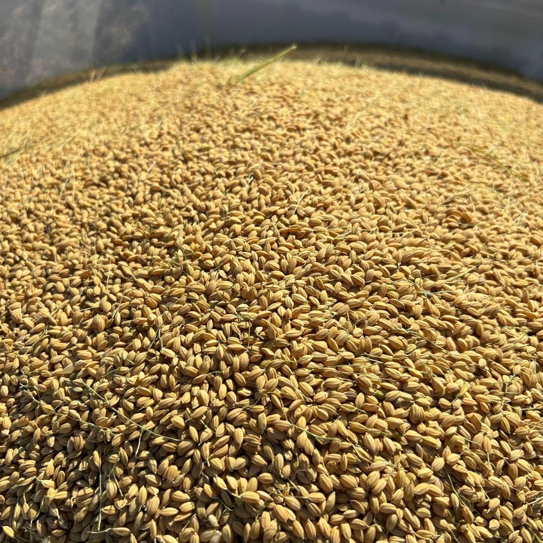 名倉穂　自然栽培　玄米　30kg