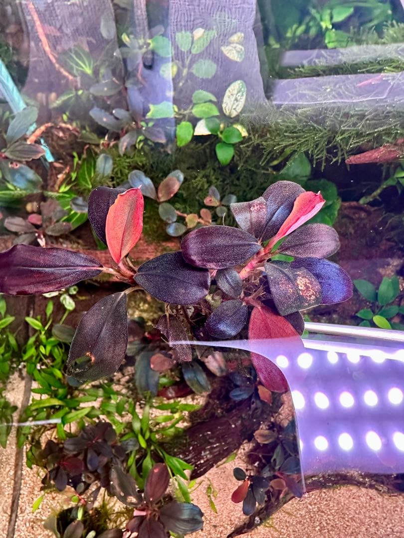 ブセファランドラsp.ヘレナ2013大株付き・活着済み