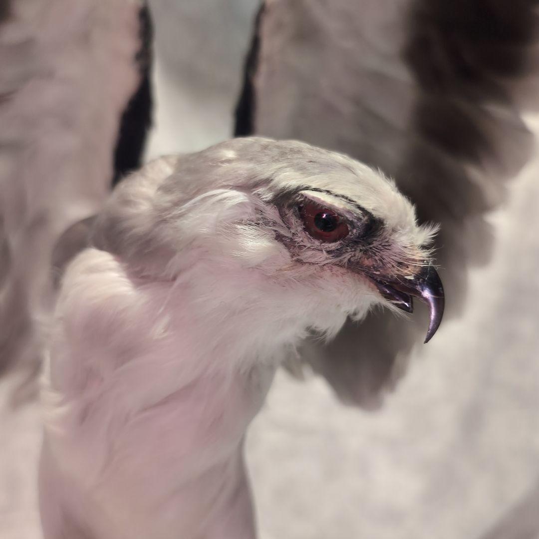 カタグロトビ 鷹 剥製