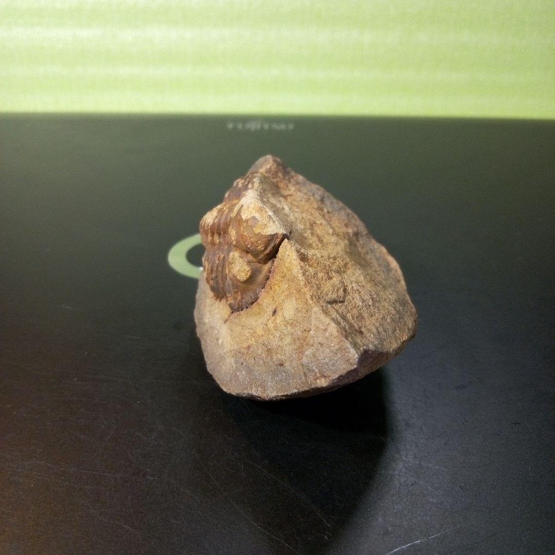 三葉虫　化石　fossil　ボリビア産　レア　Fossil管理⑦