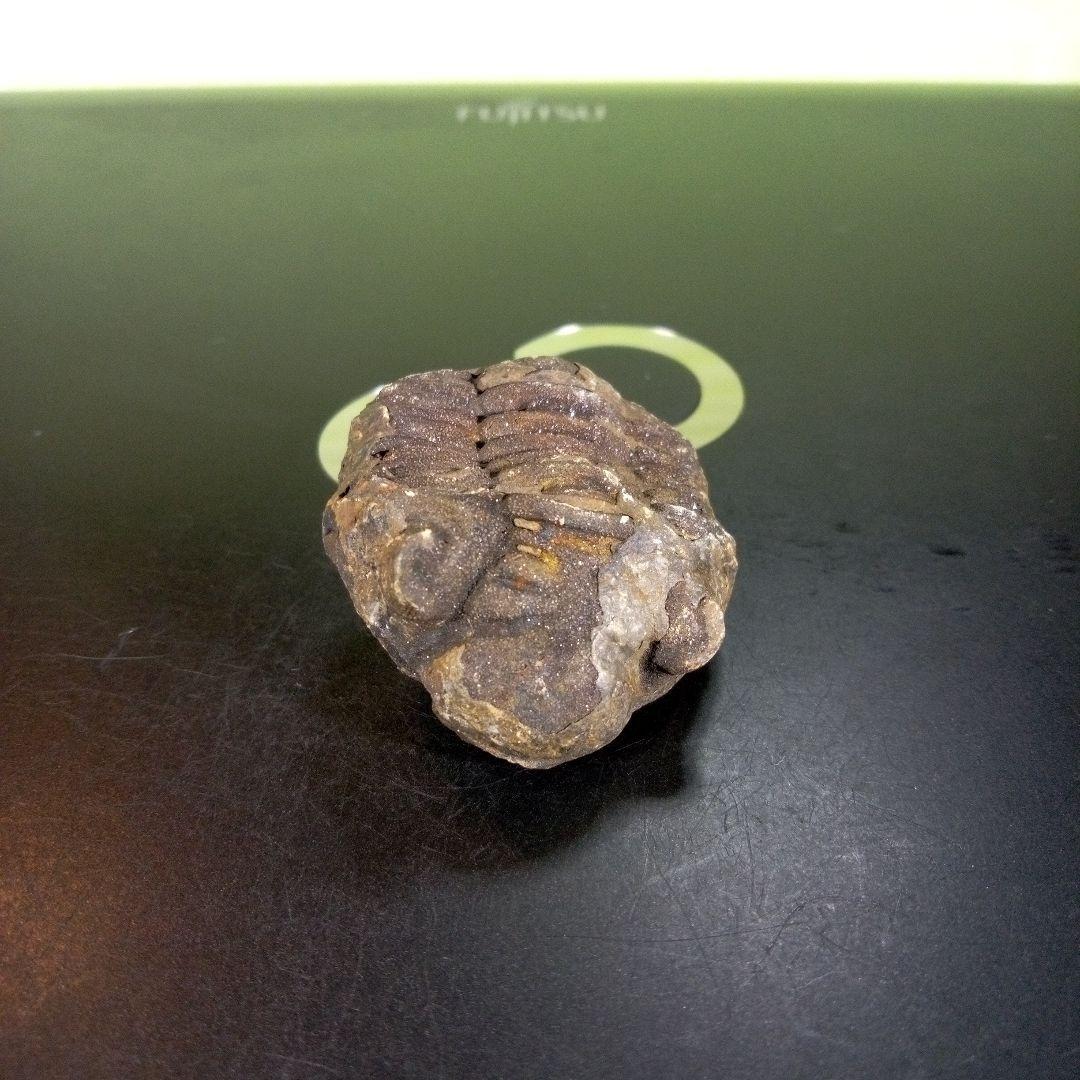 三葉虫　化石　ボリビア産　南アメリカ　trilobite　南米産fossil⑤