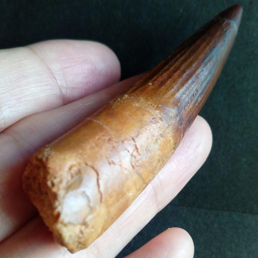 恐竜　スピノサウルス　歯化石　特大　美麗　７９mm