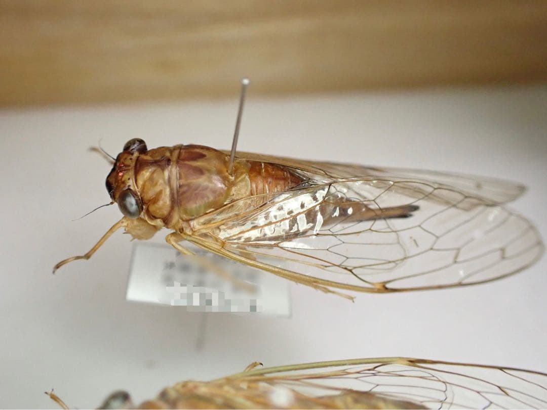 ダイトウヒメハルゼミ ペア 標本