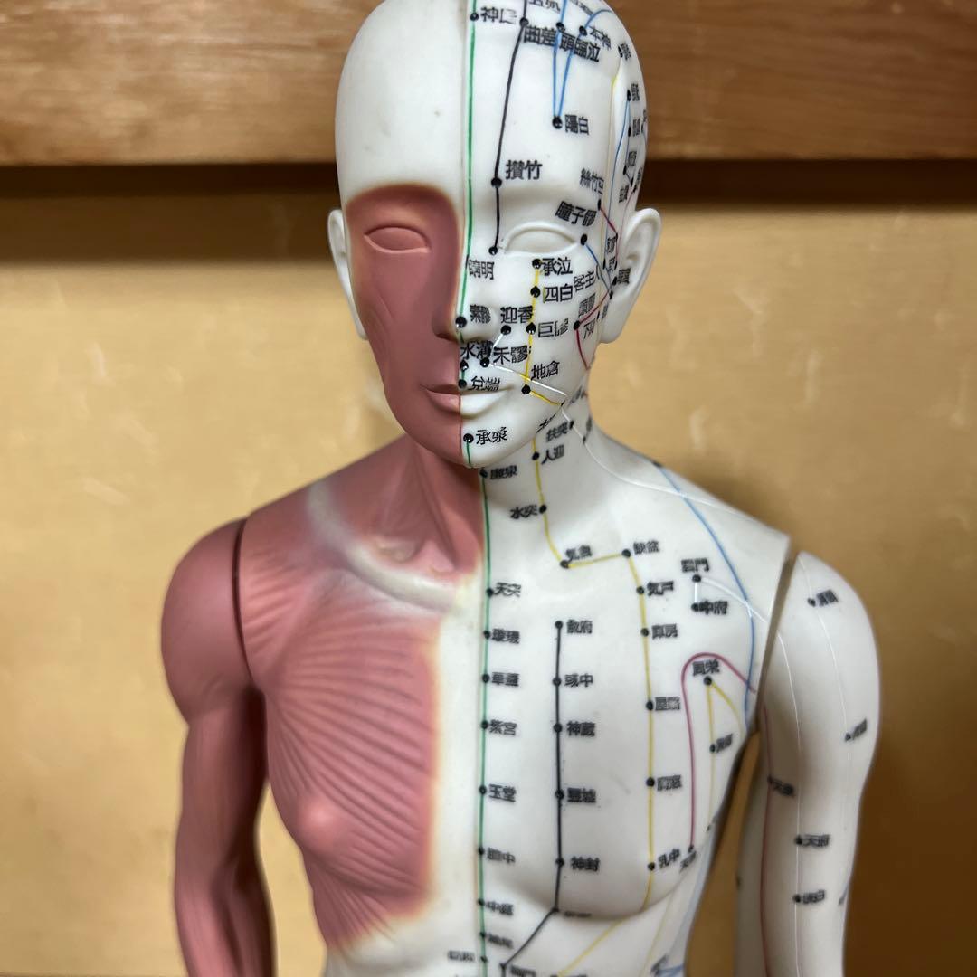 鍼灸経穴奇穴　モデル（日本製）