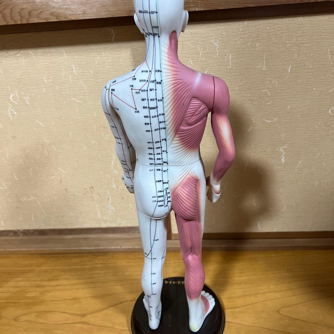 鍼灸経穴奇穴　モデル（日本製）