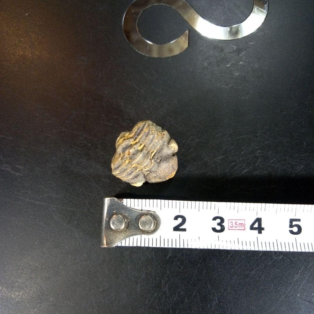 三葉虫　化石　fossil　ボリビア産　trilobite　海生動物個体①
