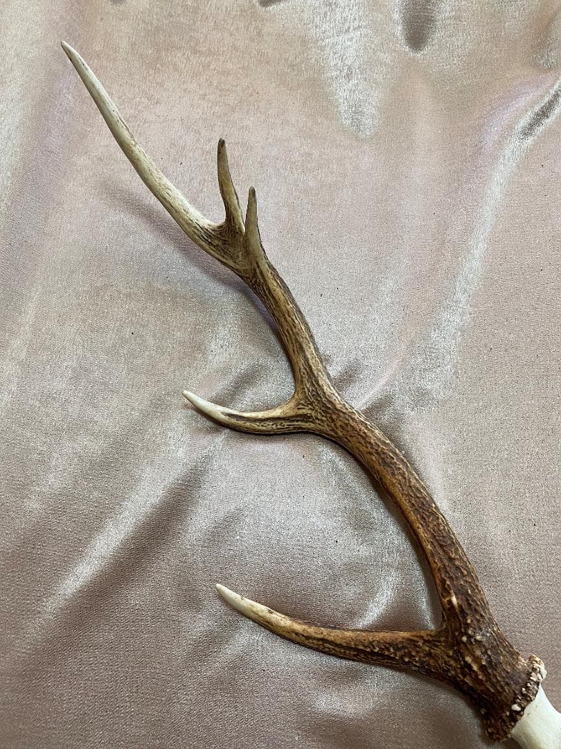 蝦夷鹿　角　No.4