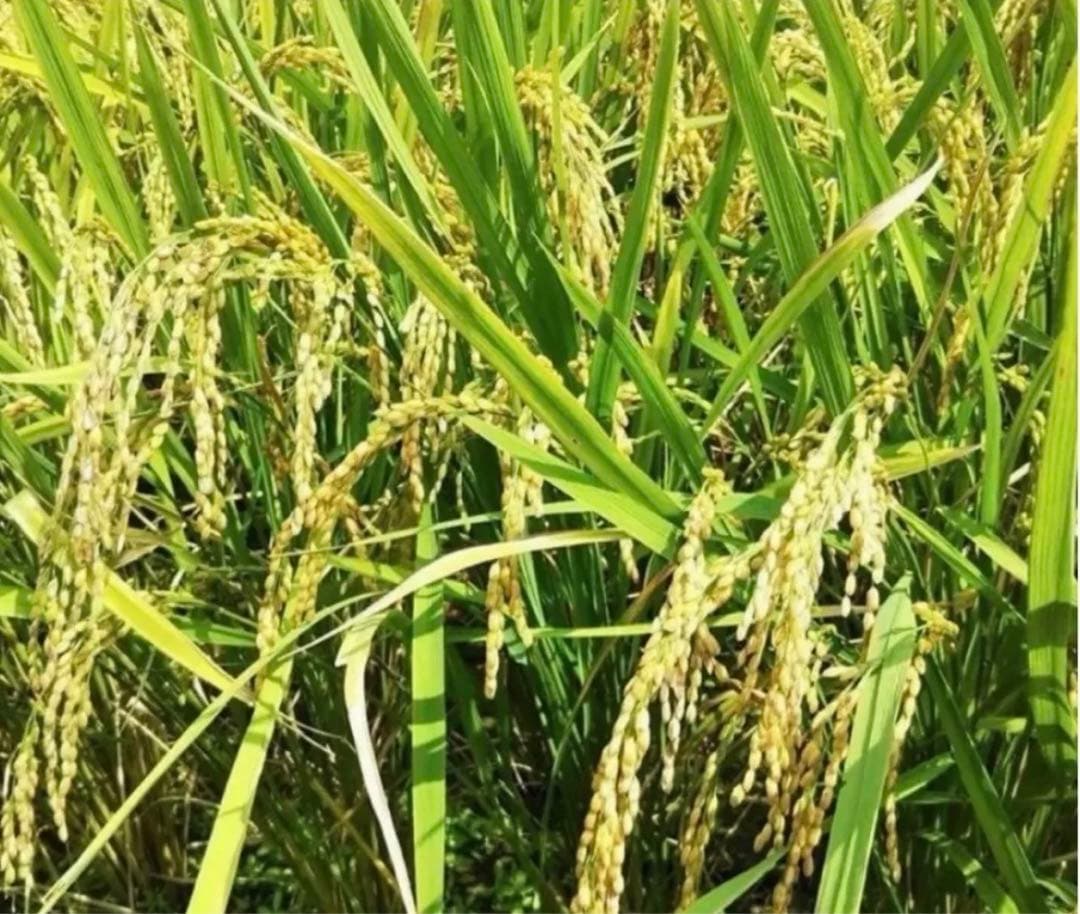 令和7年　新米大分県産なつほのか白米27㎏キロ資材重量込みお米30㎏キロ以内発送