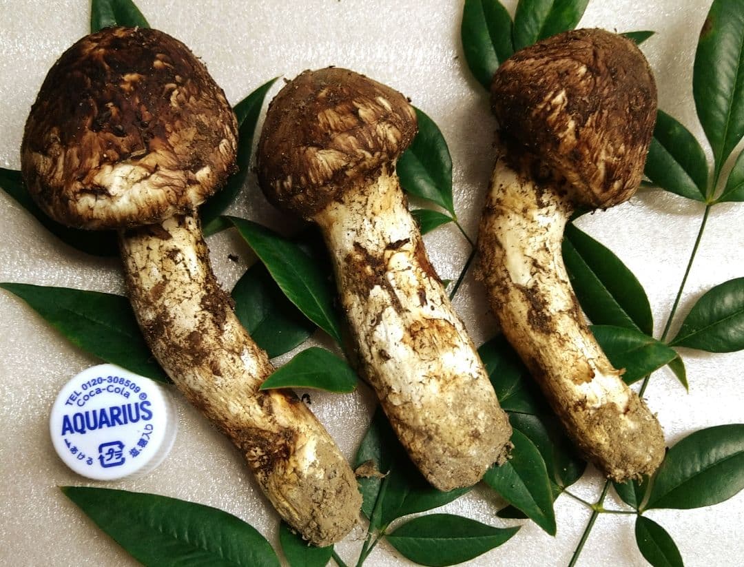 ㉒南信州産松茸約145g