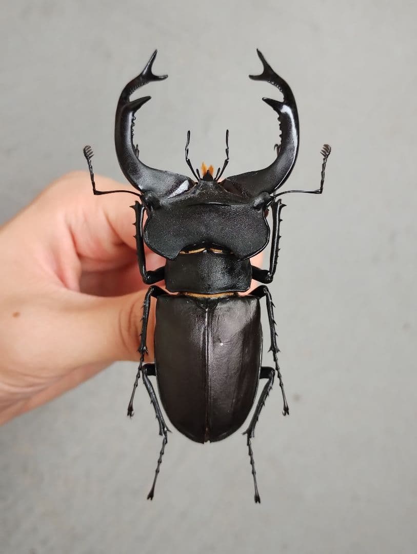 【標本】ユダイクスミヤマクワガタ 92mm 飼育品 昆虫標本