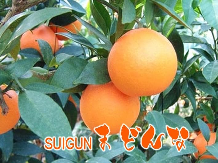 【りょう】SUIGUNマドンナ 4か所お届け　別所送り