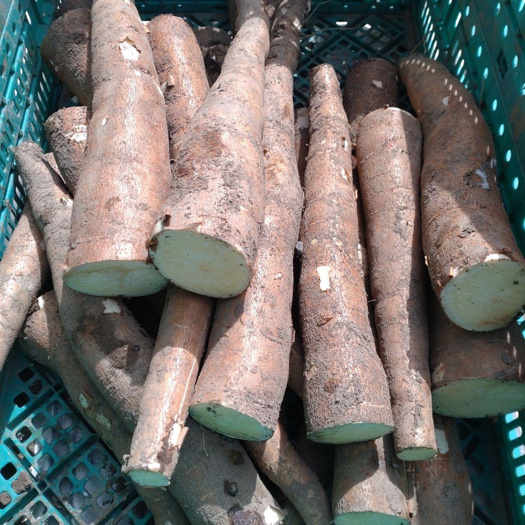 採れたて★23kg★キャッサバ芋 cassava マンジョッカ yuca