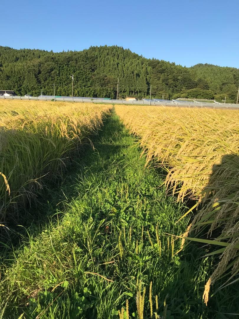 山形県産 はえぬき玄米 30kg 送料無料！