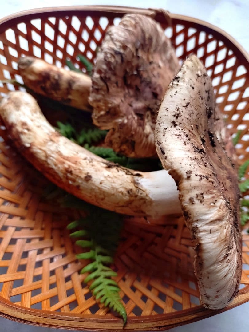 10/16 南信州産 松茸 240g