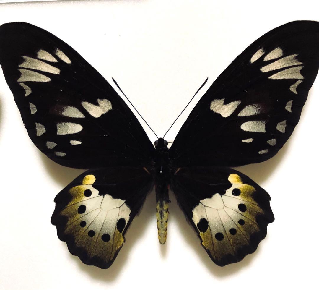 蝶標本　ゴクラクトリバネアゲハ　ペア