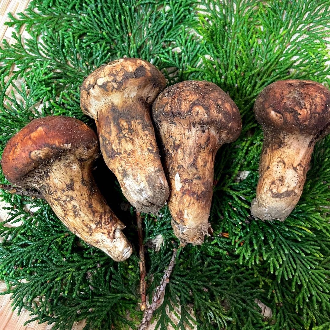 国産　松茸　山梨県　約1kgセット