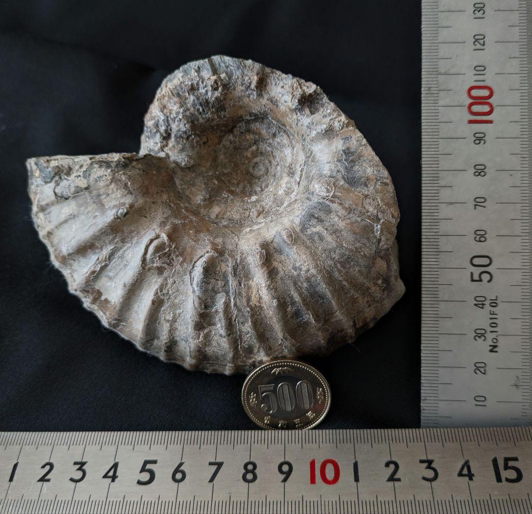 北海道産　アンモナイト　化石