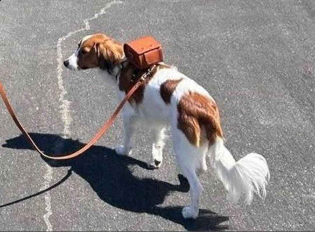 ペット ランドセル ブラウン 大谷翔平 デコピン　土屋鞄製造所