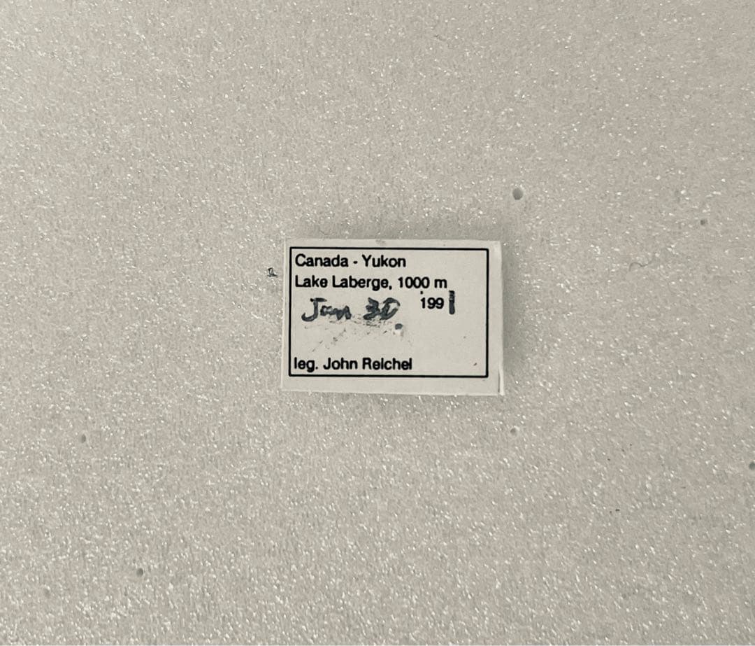 パルナシウス・ホエブス（1メス、カナダ・ユーコン）