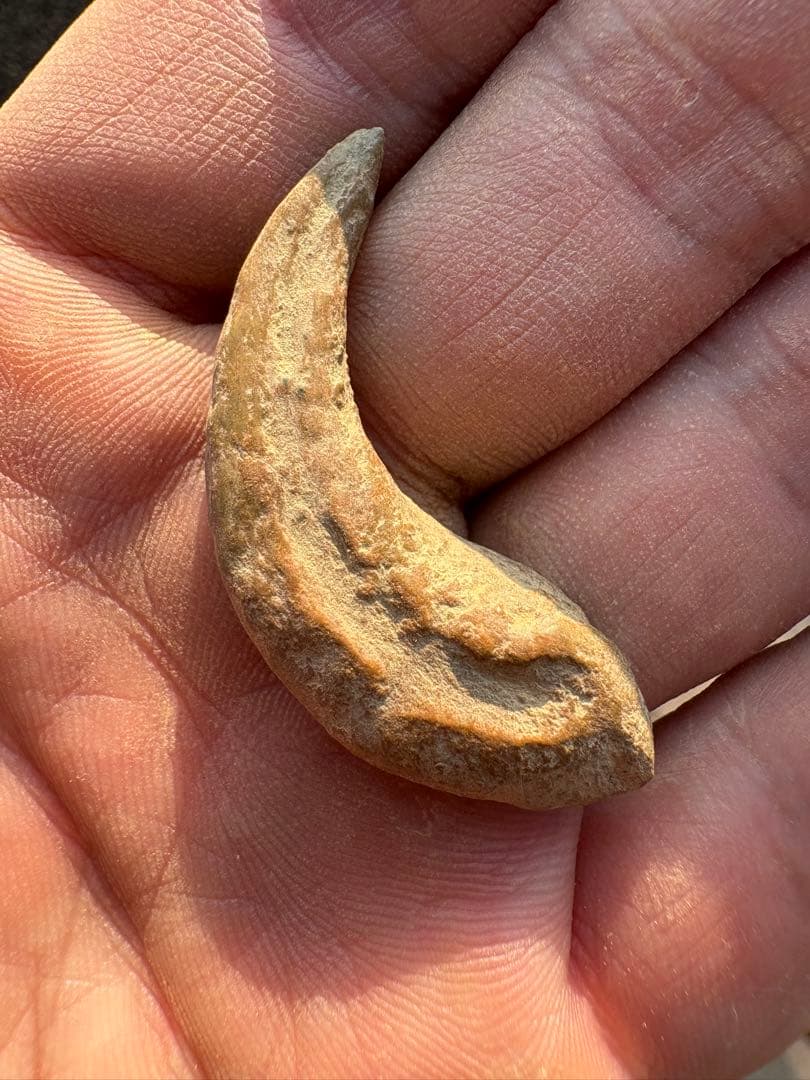 翼竜の爪　化石　モロッコ