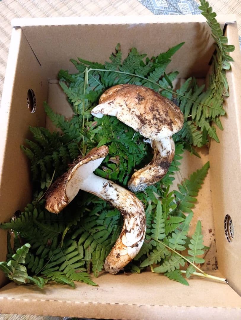 国産松茸　11/12朝採れ(本日限定)　紀州特産　高野松茸