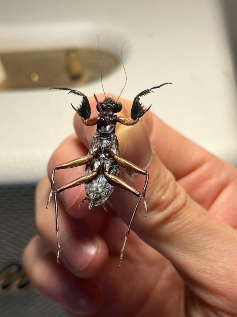 【B品標本】モモアカケンランカマキリ スパイダーマンティスレッドローチ