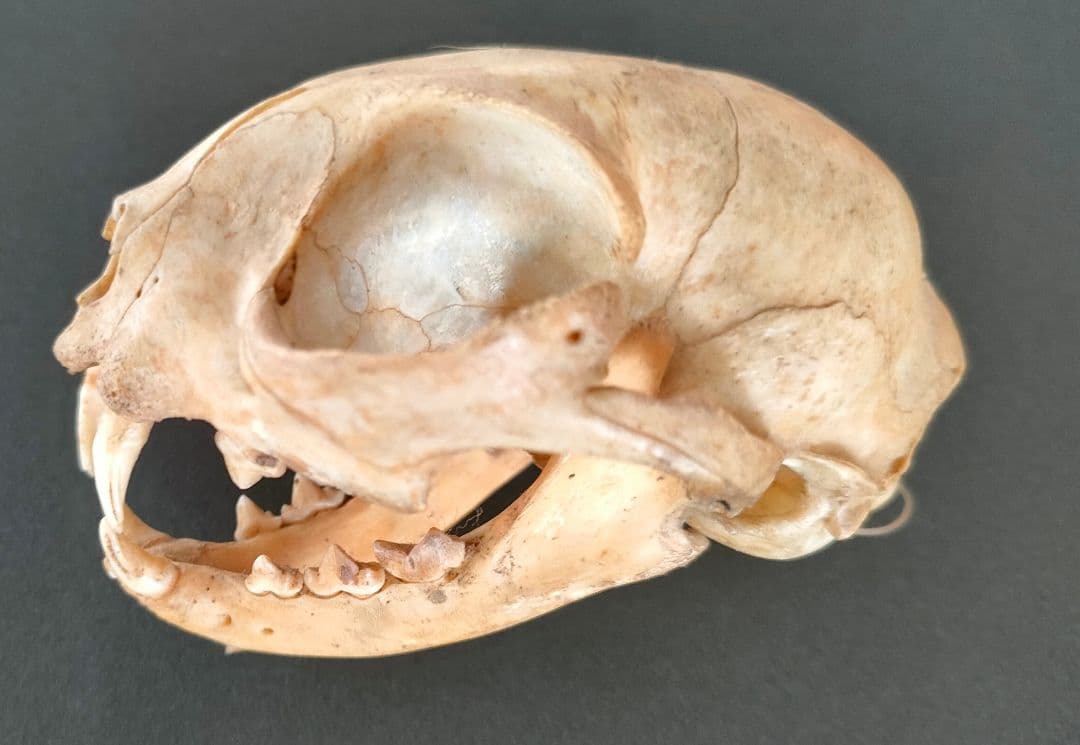 ●Real Animal Skull — 小型哺乳類 頭蓋骨 標本　アート鑑賞用