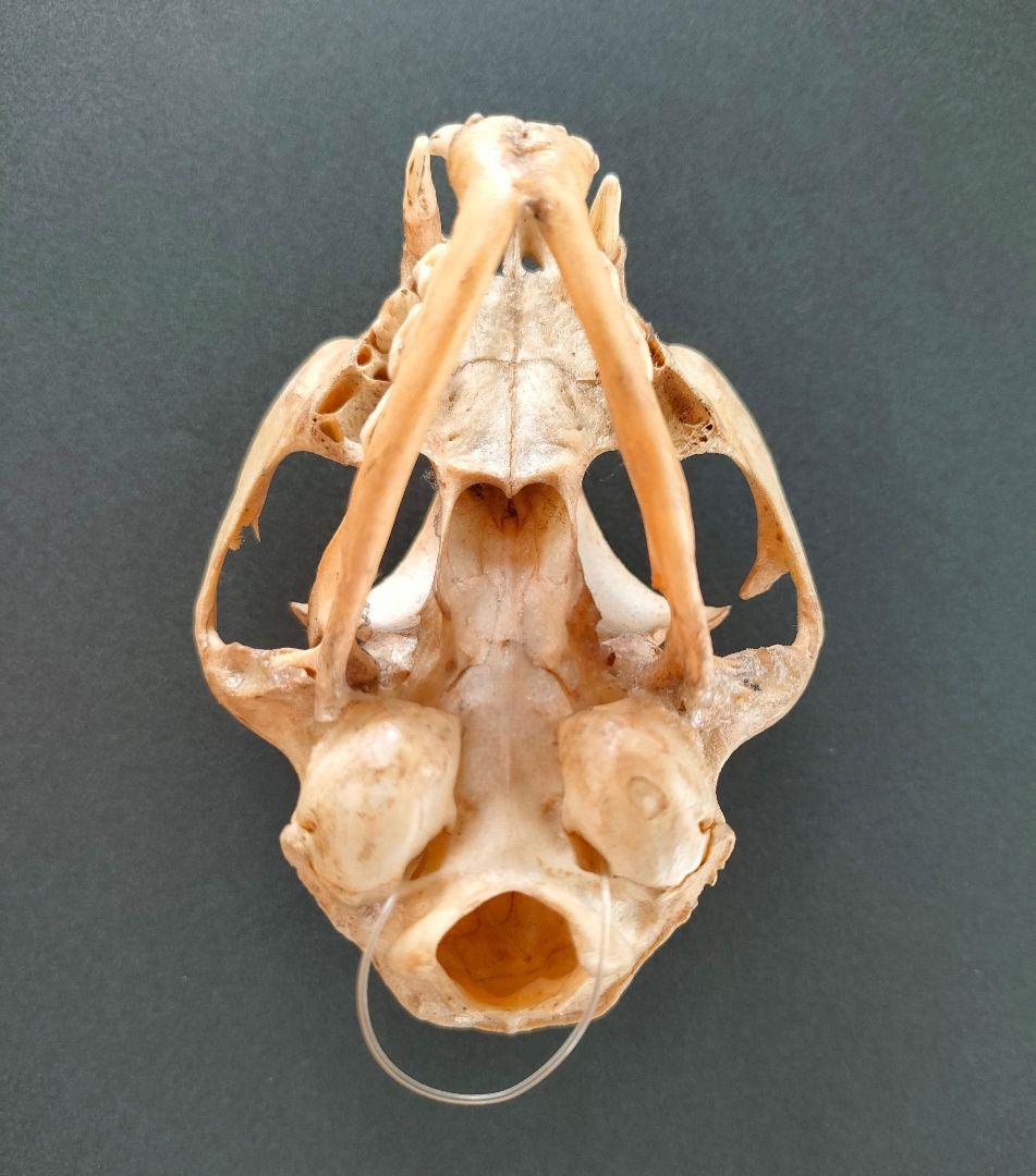 ●Real Animal Skull — 小型哺乳類 頭蓋骨 標本　アート鑑賞用