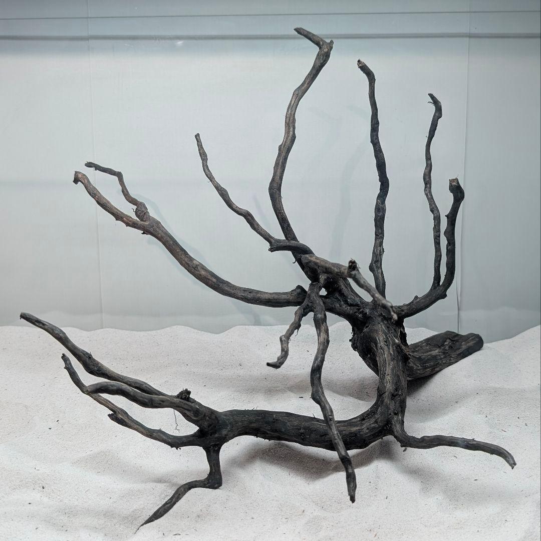 ブラックスマトラブランチ【BSB118】アクアリウム まとめ買い対応可 水槽