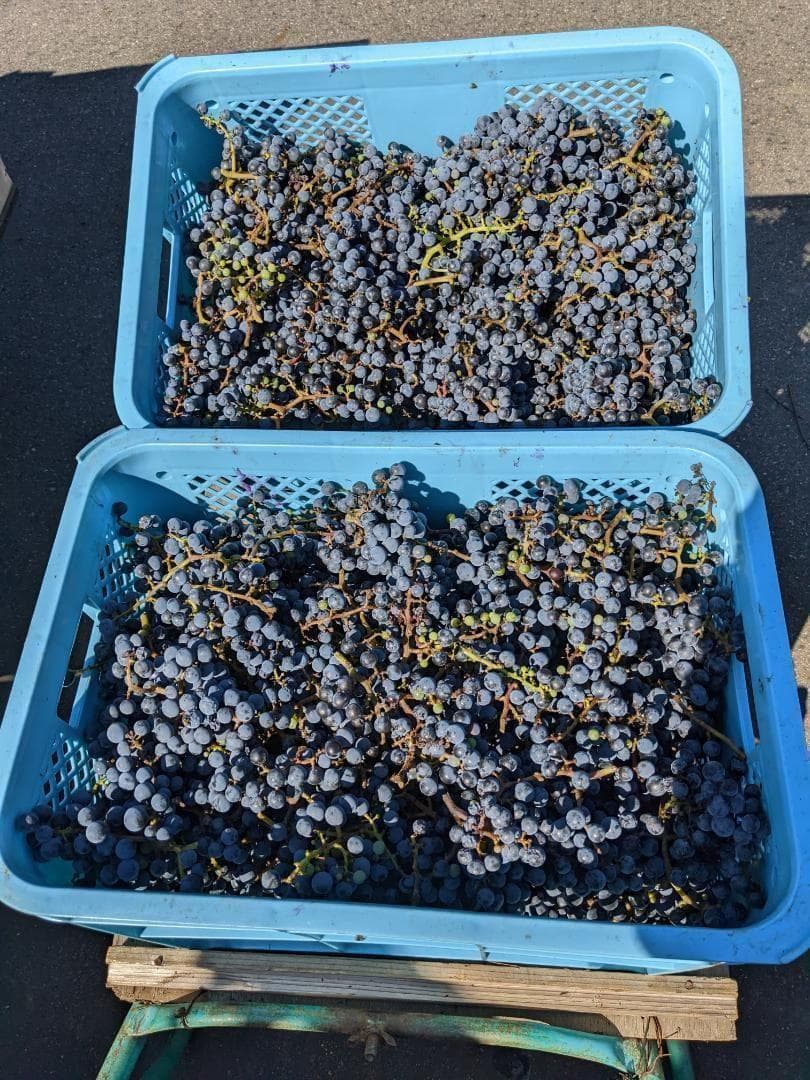 山ぶどう ２０kg　山形県月山山麓産②