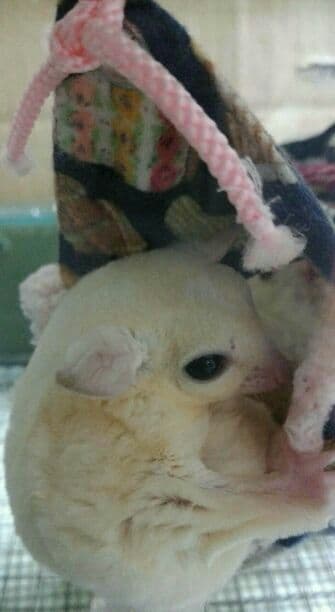 モモンガハウス(大きい花柄) ボアピンク   特大サイズ  2400円