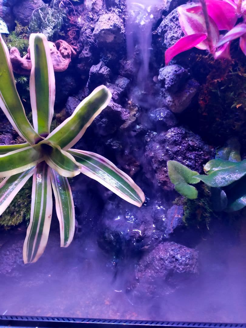 滝の流れる化石と苔のテラリウム、究極の飼育箱（化石、ライト、ミスト、階段付き）