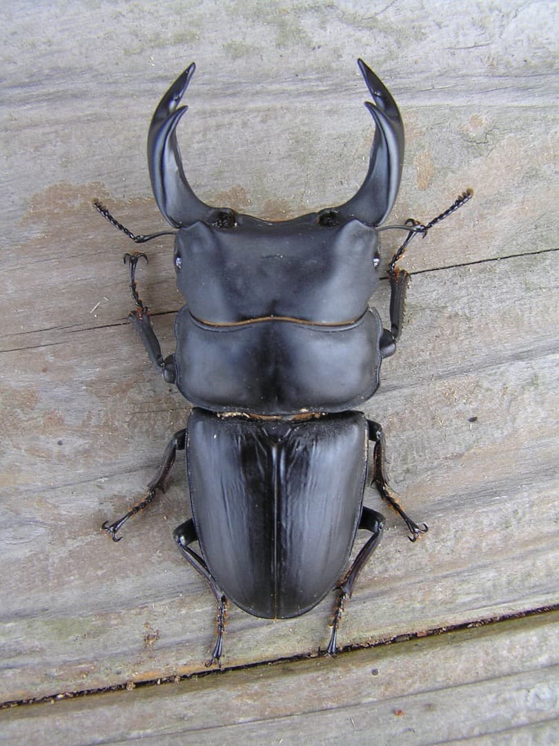 高性能・高品質　BREED菌糸ブロック　3500cc　10個