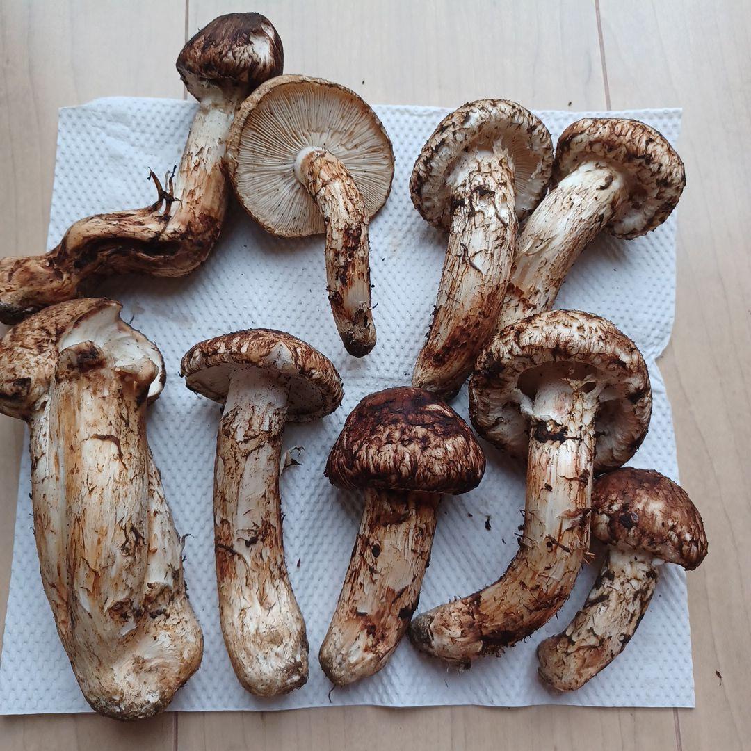 岩手県産　松茸　本日採れ！