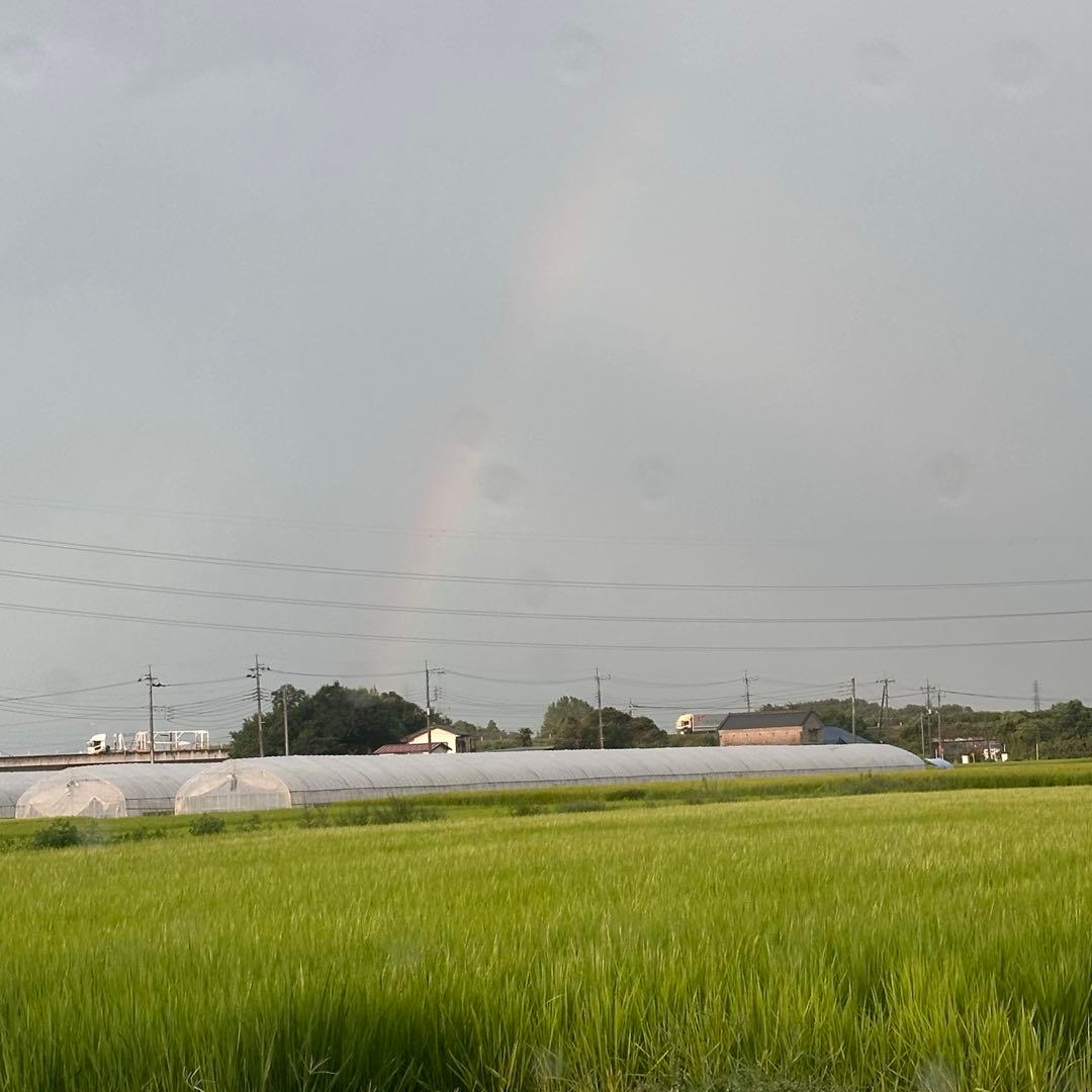 【農家直送】令和7年産 栃木県産コシヒカリ 精米10kg(10キロ)白米