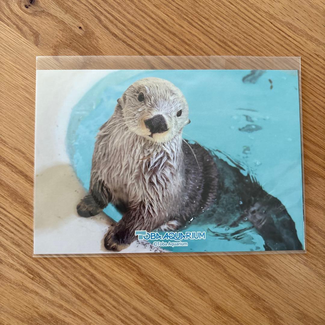鳥羽水族館 70周年ラッコセット