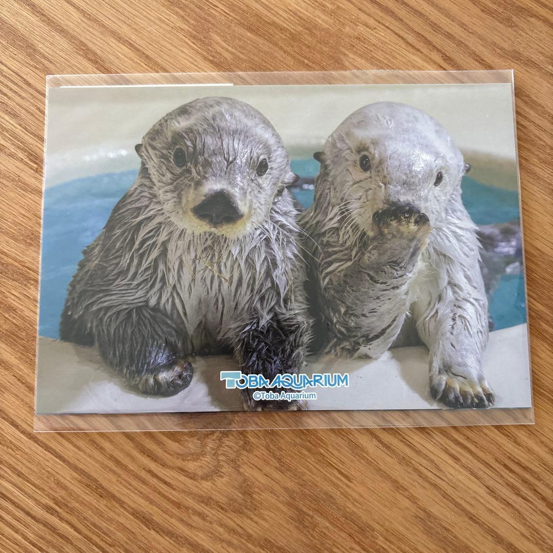 鳥羽水族館 70周年ラッコセット