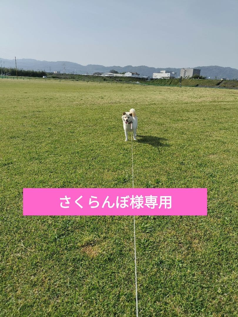 さくらんぼ　てんたかく