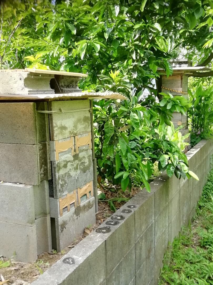 ＨａｎａｎｏＭａｉさま《専用品》♥️♥️☆特別限定品