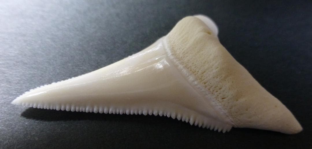 ホホジロザメ（Carcharodon carcharias）の歯 53.4mm