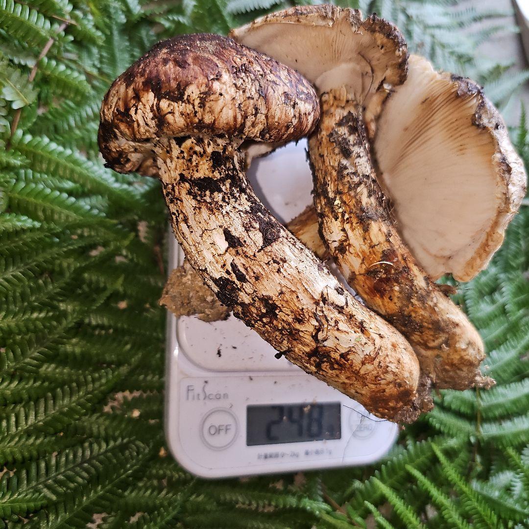 広島県産 松茸 248g